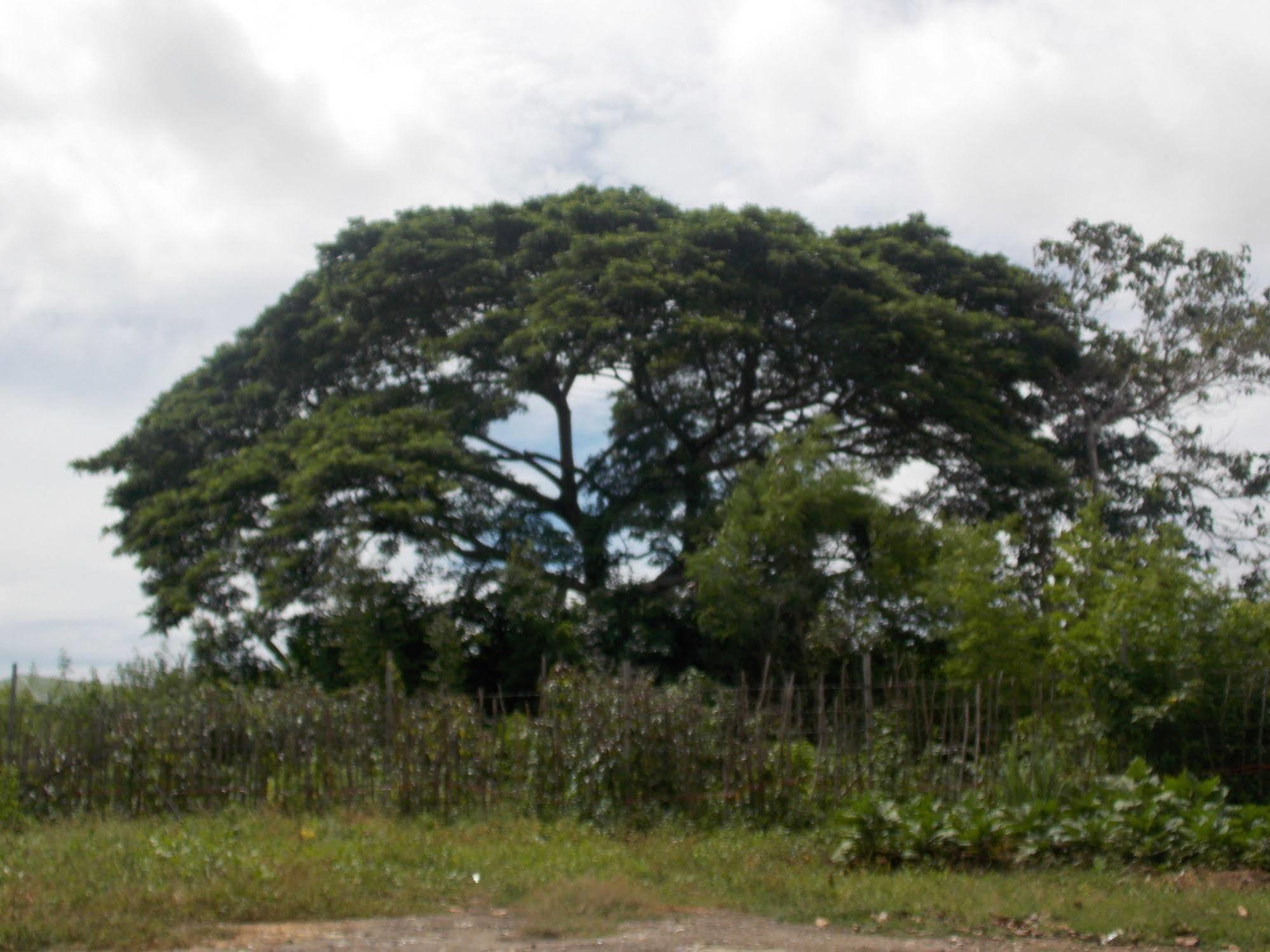 Albergue Dormitels.Ph Bohol Tawala  Exterior foto