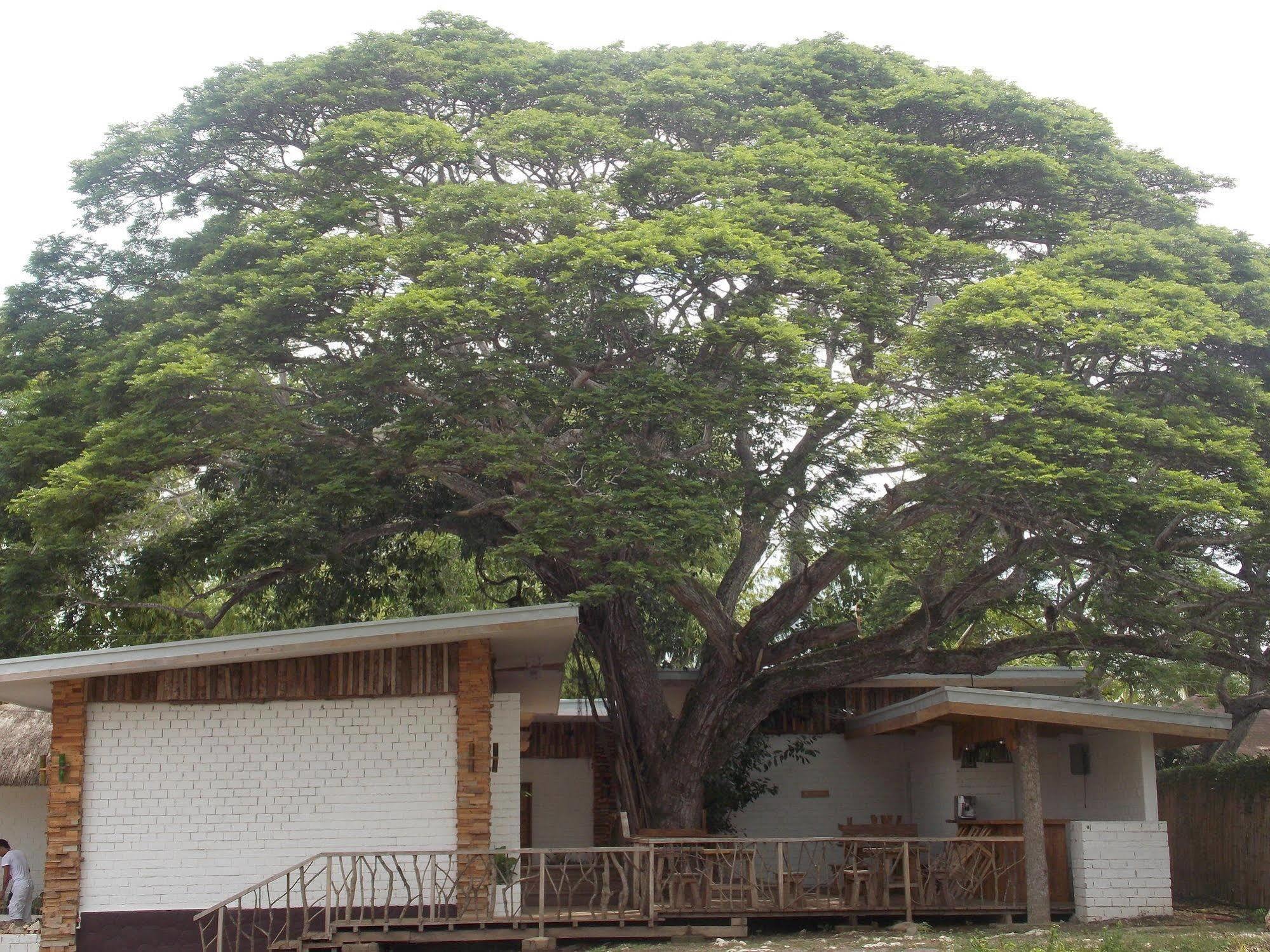 Albergue Dormitels.Ph Bohol Tawala  Exterior foto