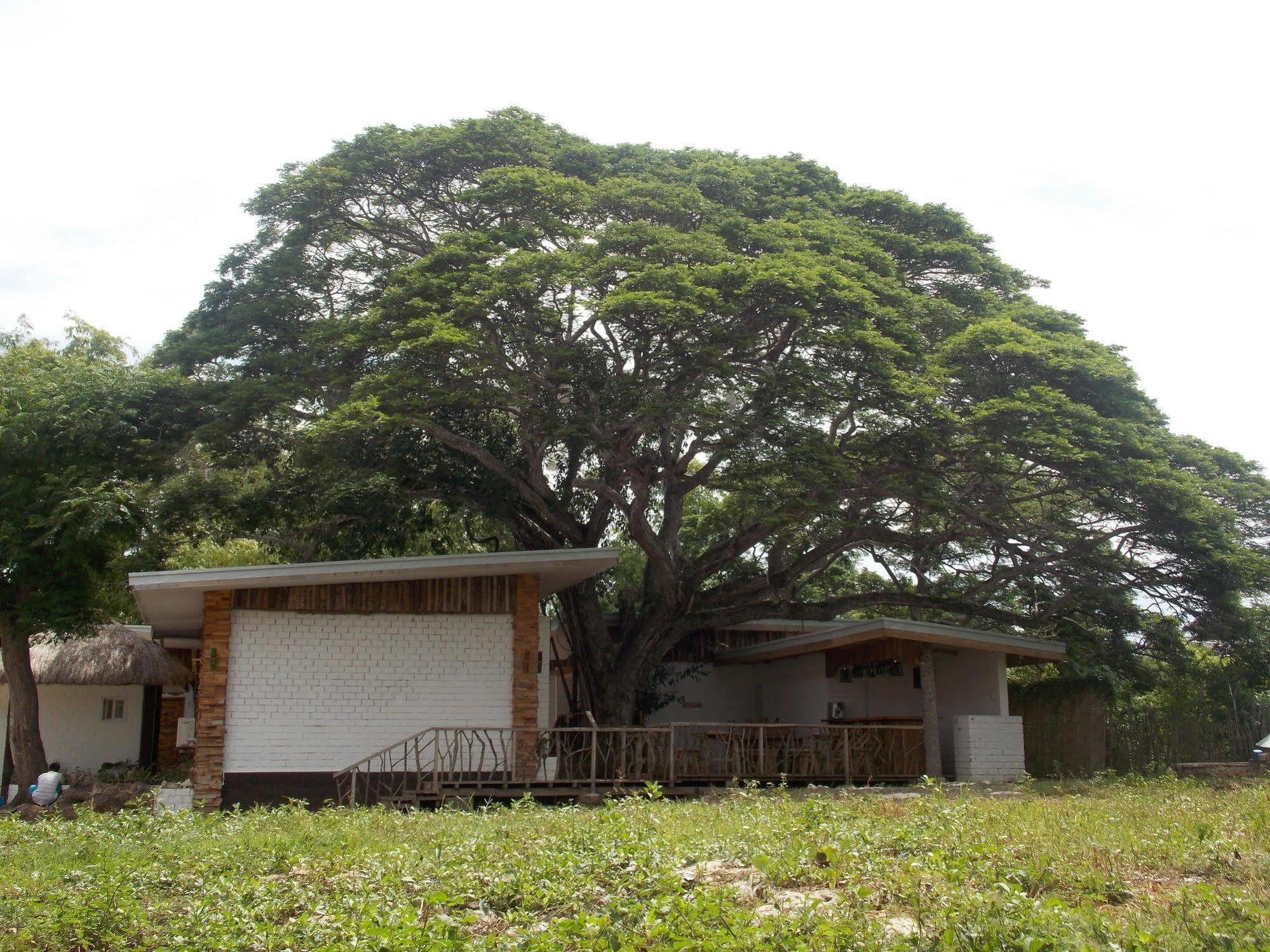 Albergue Dormitels.Ph Bohol Tawala  Exterior foto